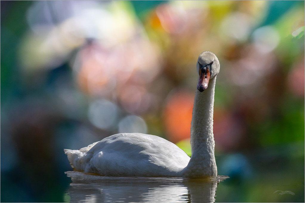 Cygne
