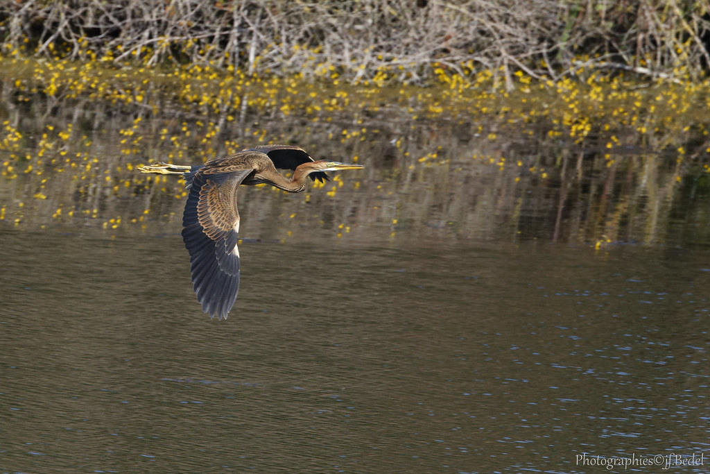 HERON POURPRE Immature