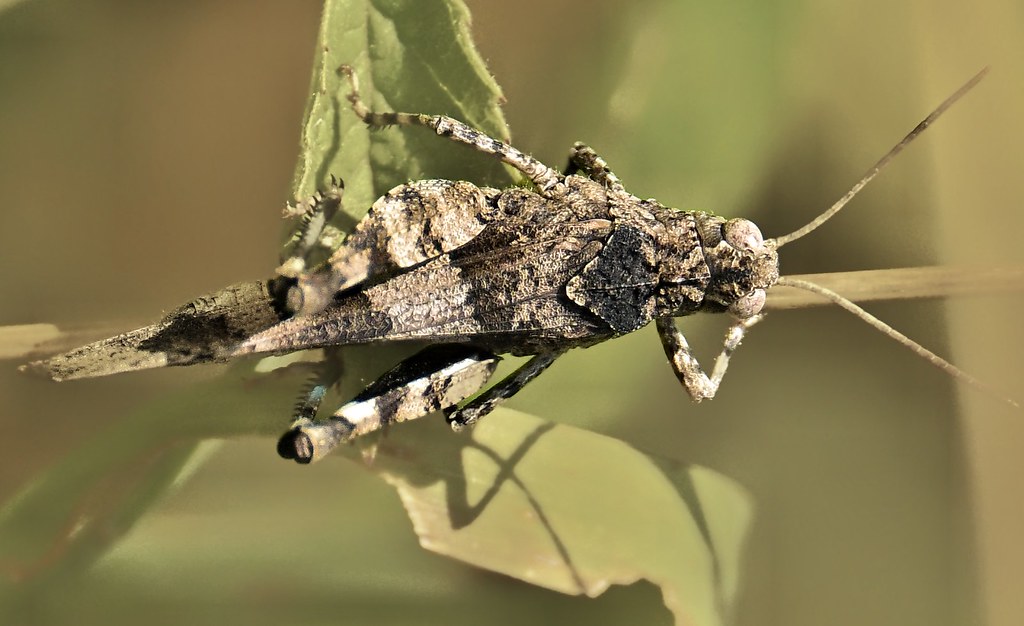Pygmy Grasshopper?