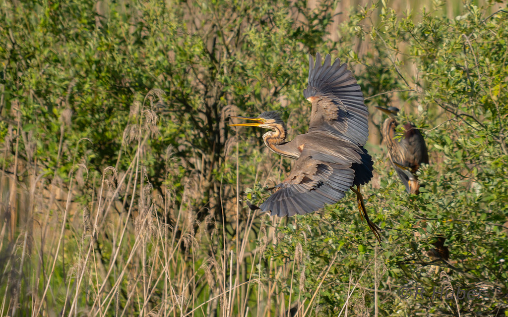 ©-R.Huber--3-Purpurreiher