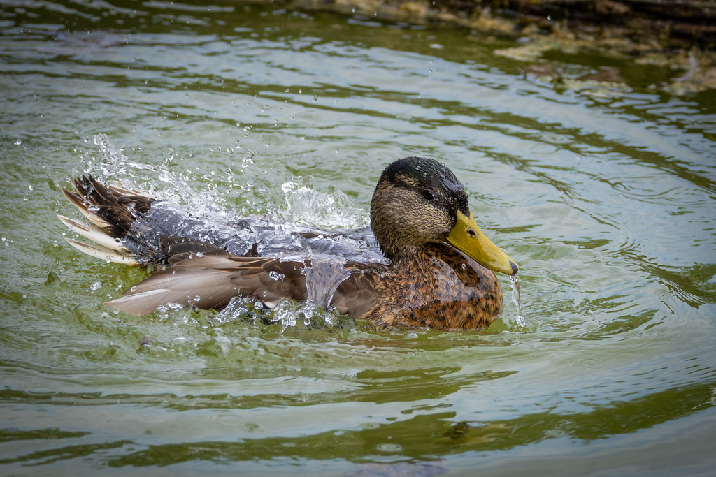 Colvert