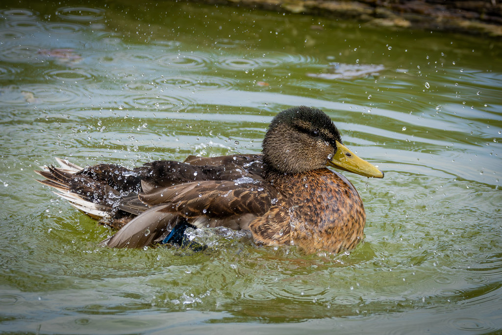 Colvert