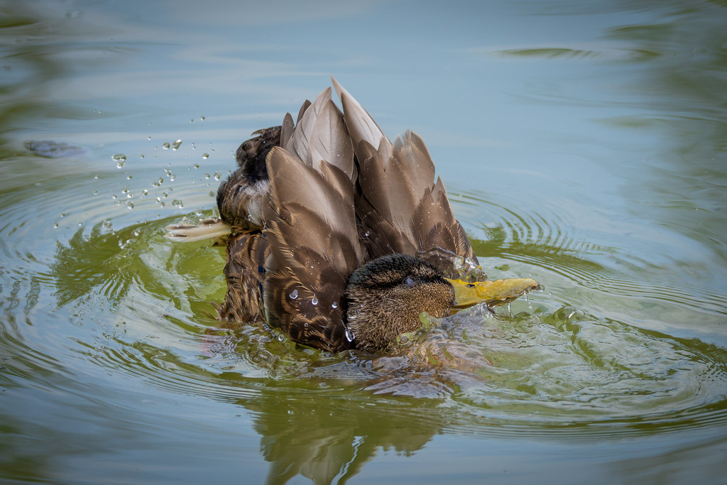 Colvert