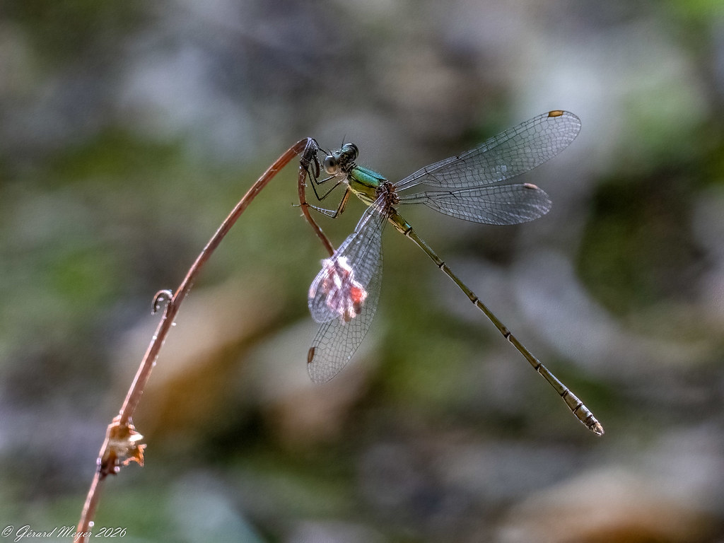 Leste vert.