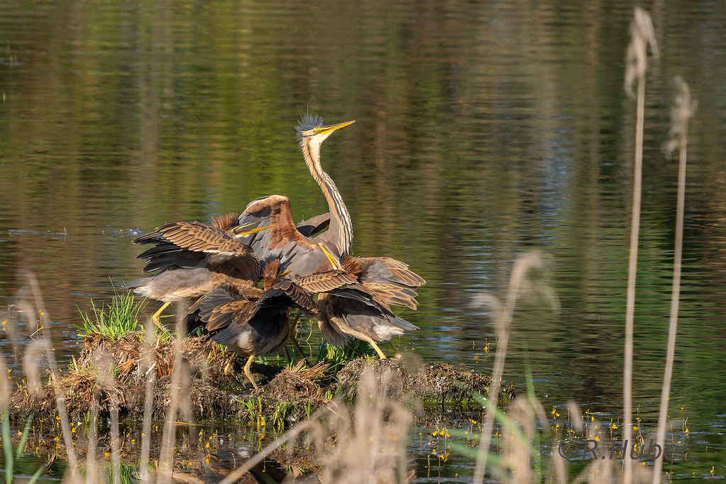 ©-R.Huber-Junge-Purpurreiher-betteln-um-Futter