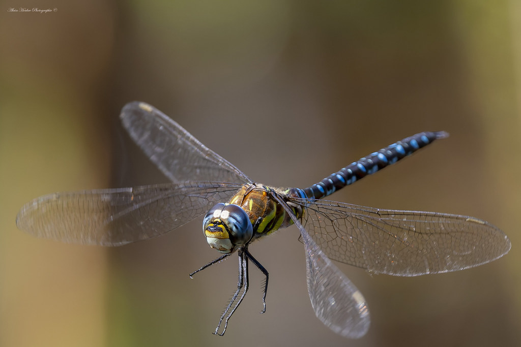 Aeshna mixta, une espèce de libellule de taille moyenne appartenant à la famille des Aeshnidae.