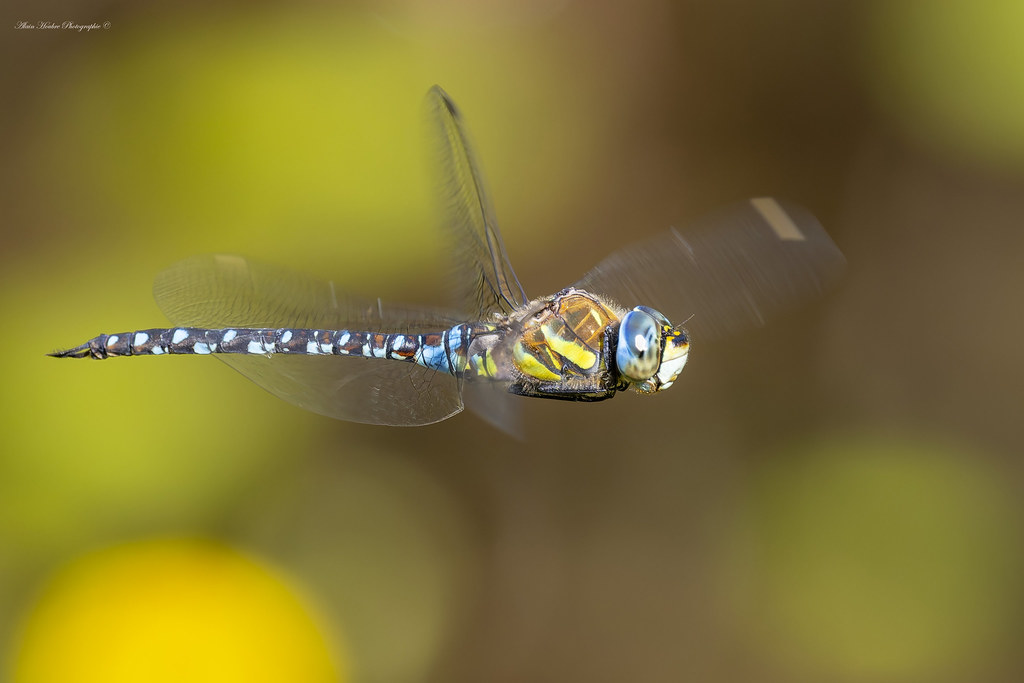 Aeshna mixta, une espèce de libellule de taille moyenne appartenant à la famille des Aeshnidae.