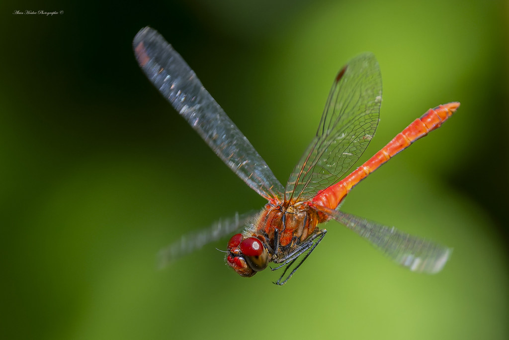 Sympetrum sanguineum), un insecte de l'ordre des Odonates et de la famille des Libellulidae