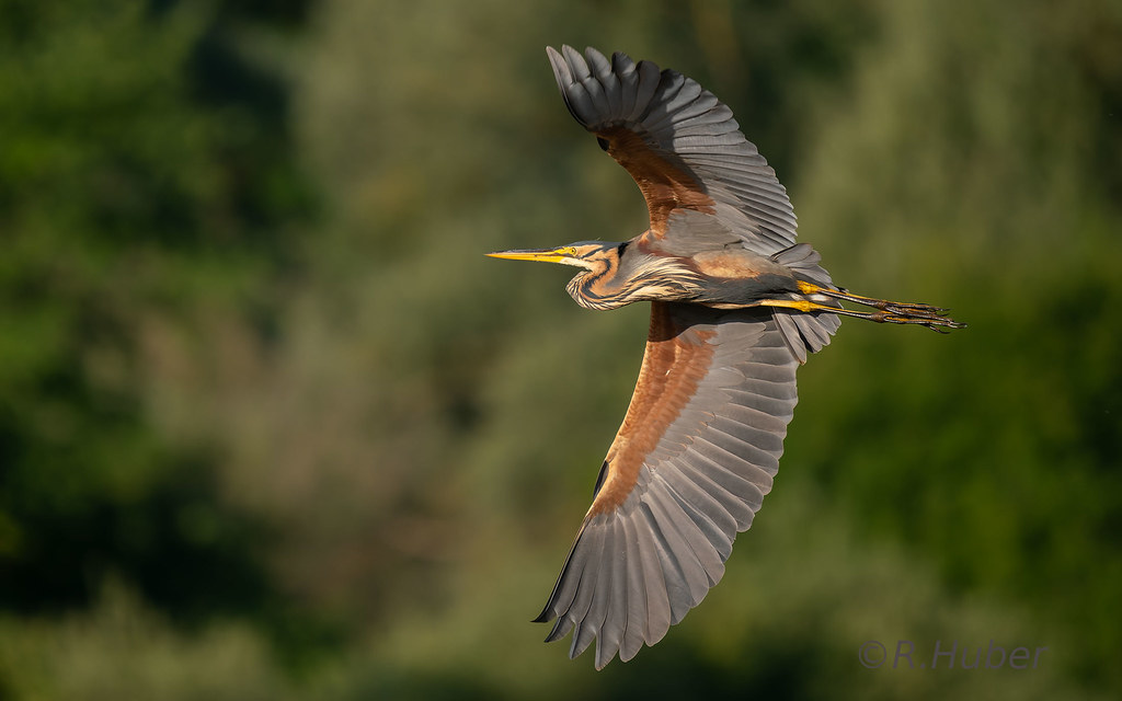 ©-R.Huber-Purpurreiher-im-Flug-1
