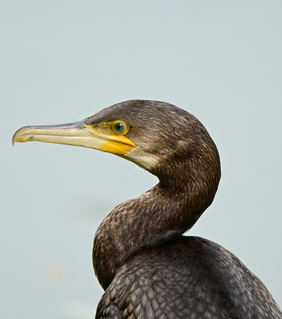 Cormorant