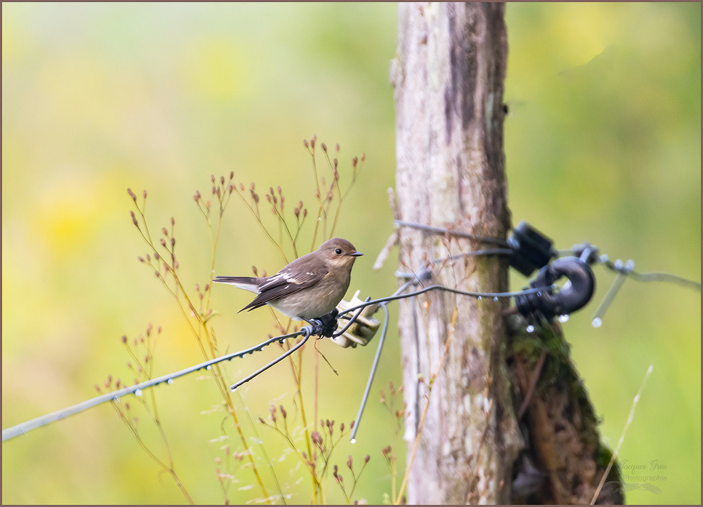 Gobe mouche