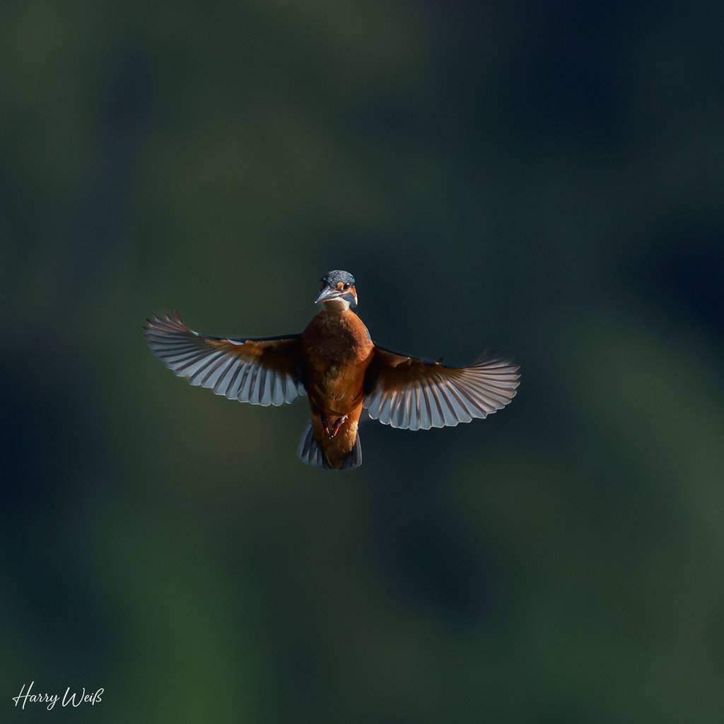 Eisvogel
