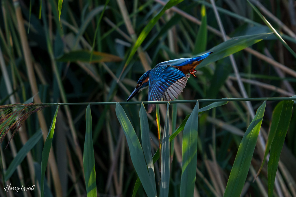 Eisvogel auf Jagd