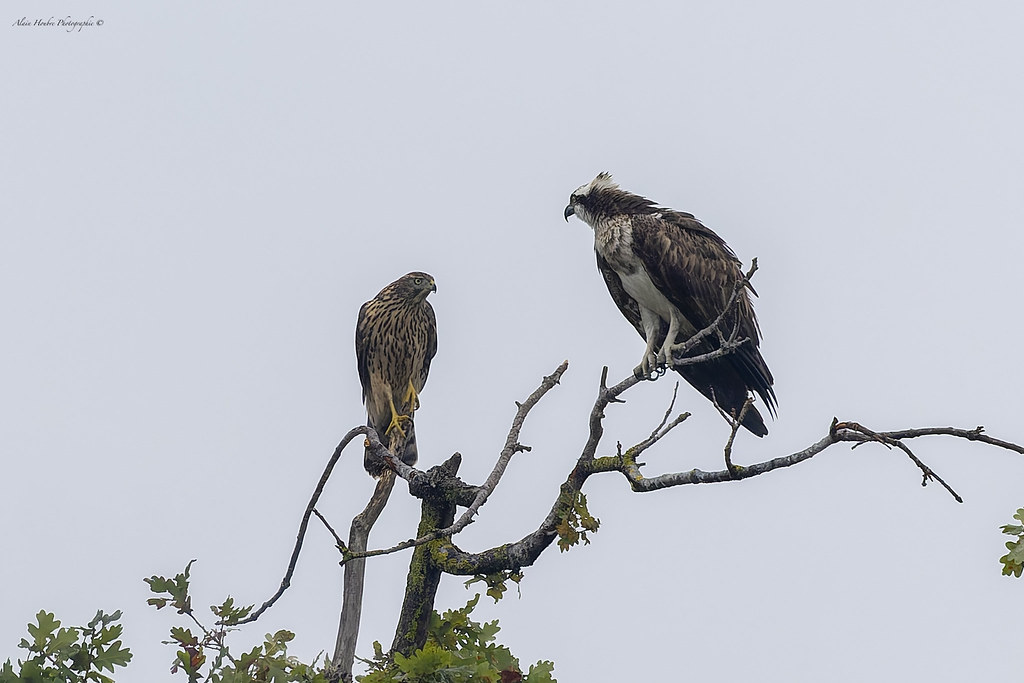 balbuzard pêcheur et autour des palombes