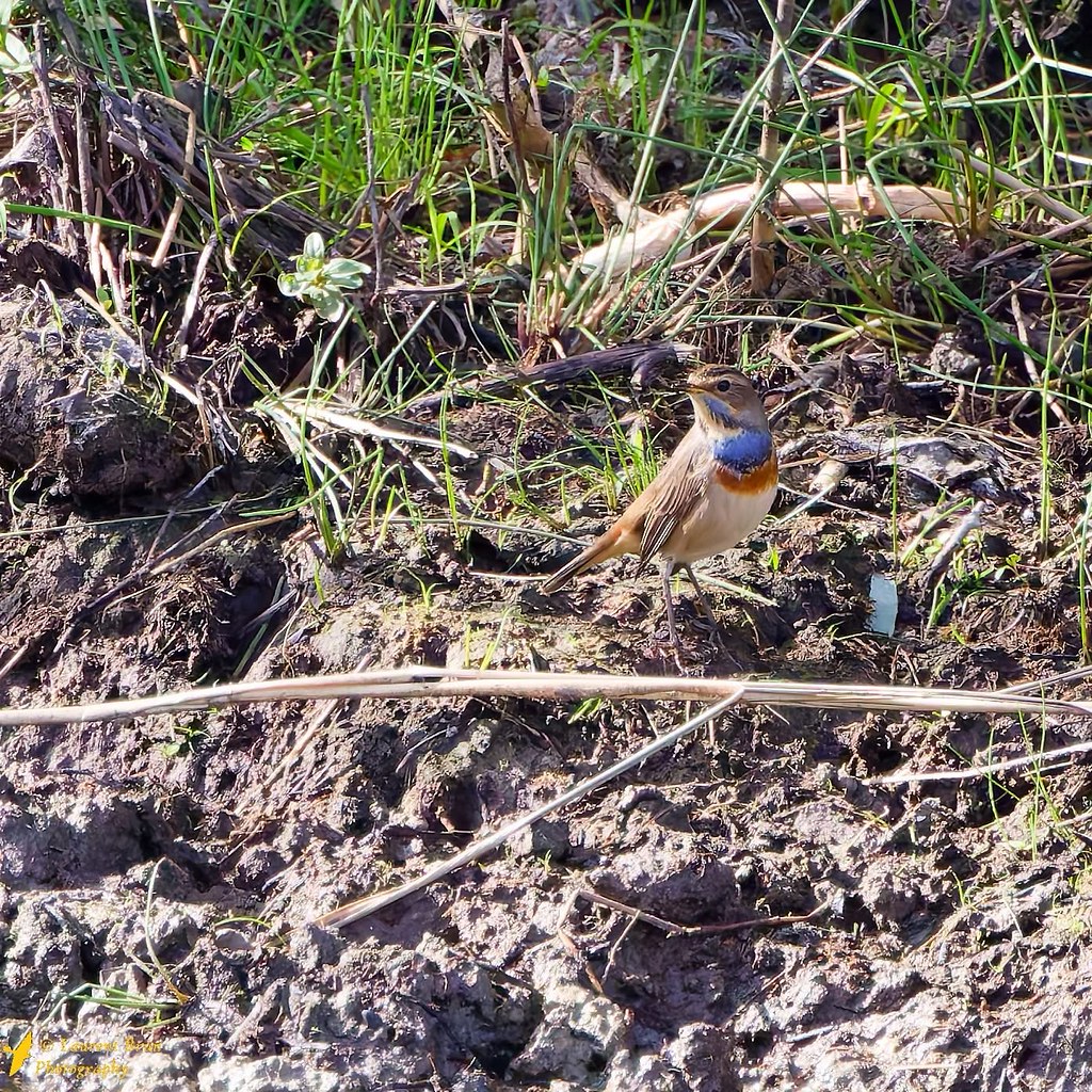 Gorgebleue à miroir - Luscinia svecica  #gorgebleueàmiroir  #lusciniasvecica  #bluethroat  #blaukehlchen