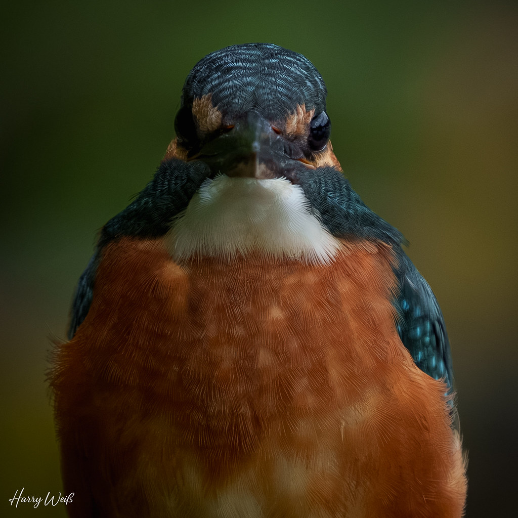 Eisvogel Portrait