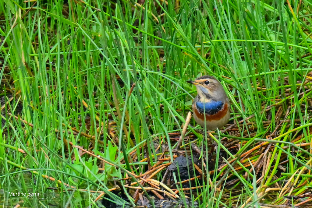 Gorgebleue à miroir