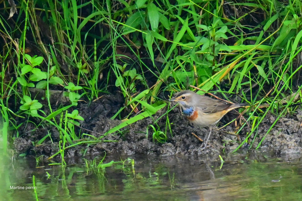 Gorgebleue à miroir