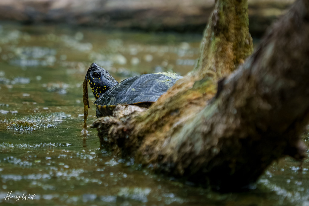 Sumpfschildkröte