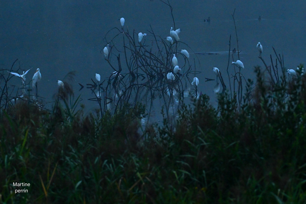 Aigrette garzette A l'aube à la petite camargue alsacienne  Magique et féerique