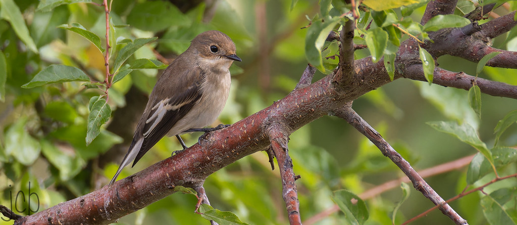 Gobe mouche noir
