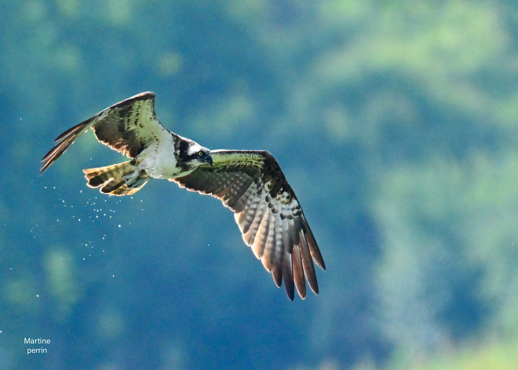 Balbuzard pêcheur