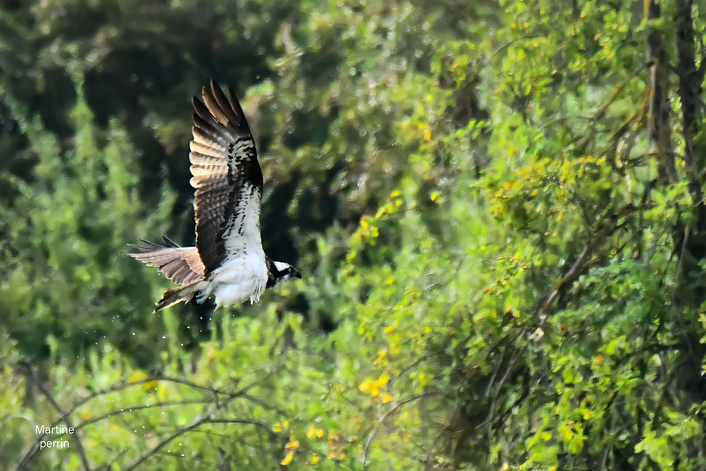 Balbuzard pêcheur