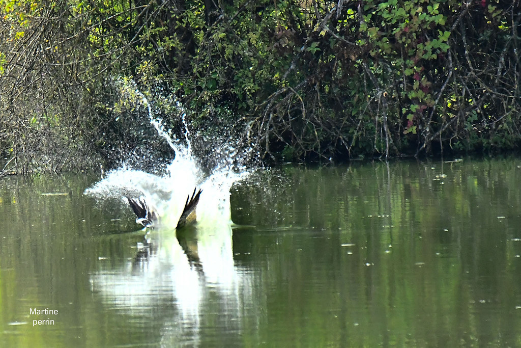 Balbuzard pêcheur en plongée