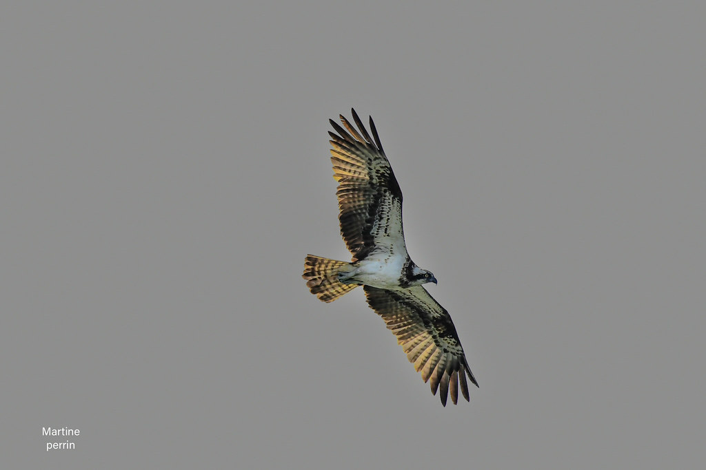 Balbuzard pêcheur