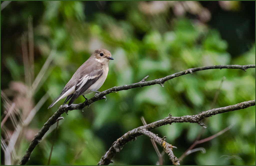 Gobe-mouche noir