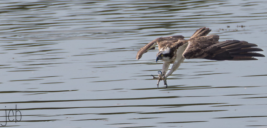 Balbuzard pêcheur