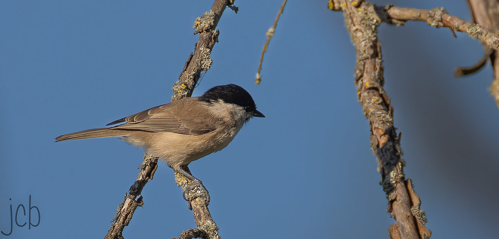 Mésange nonnette