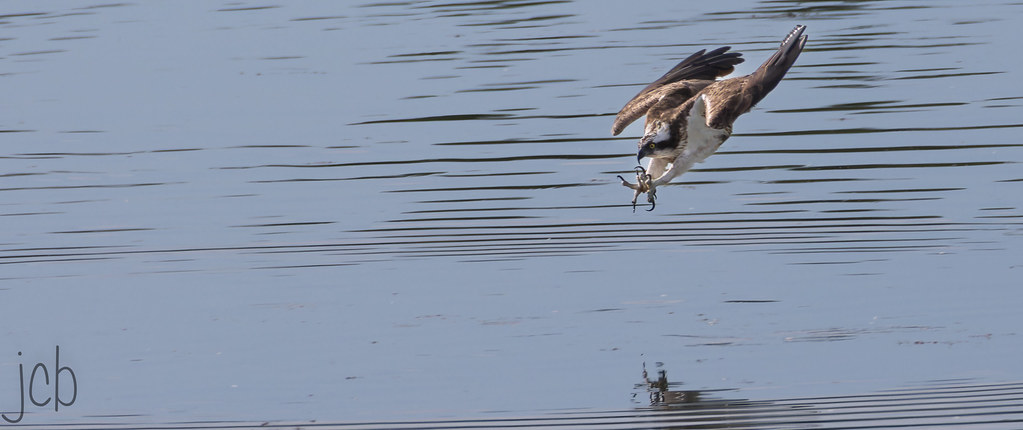 Balbuzard pêcheur