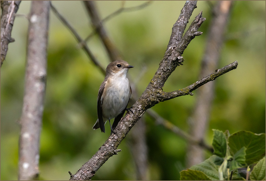 Gobe-mouche noir