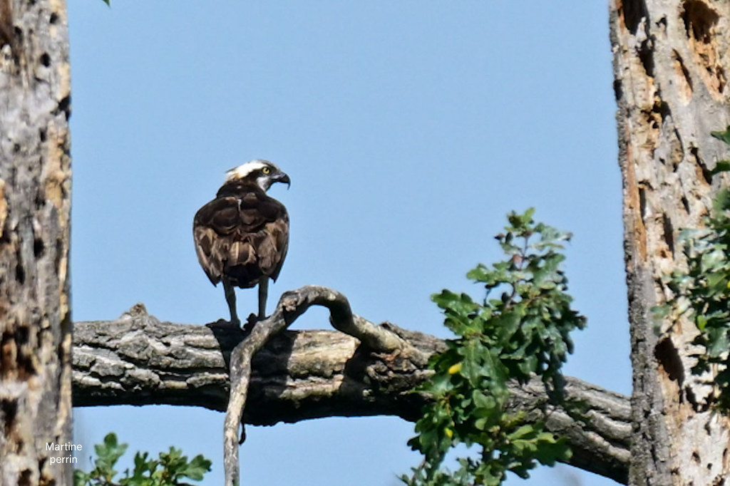 Balbuzard pêcheur