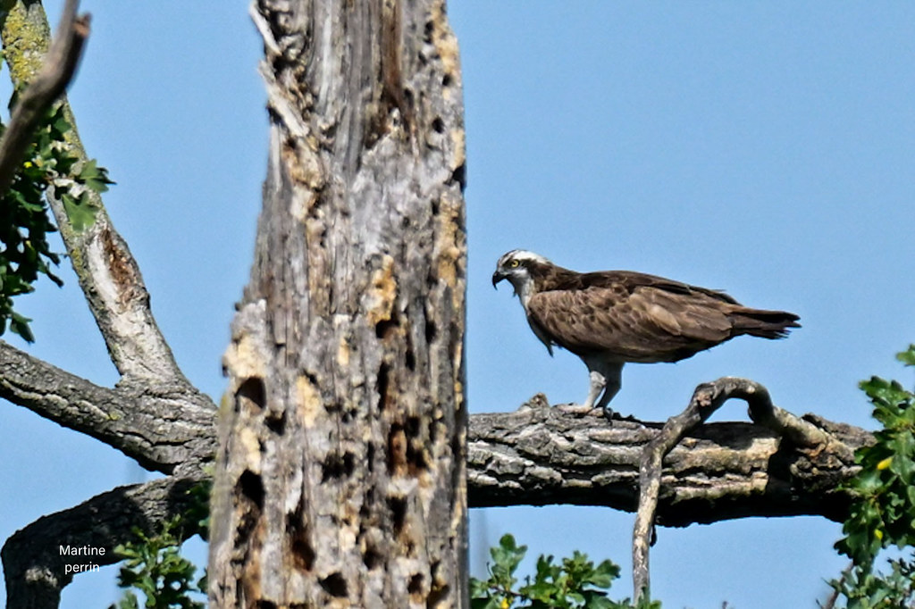 Balbuzard pêcheur