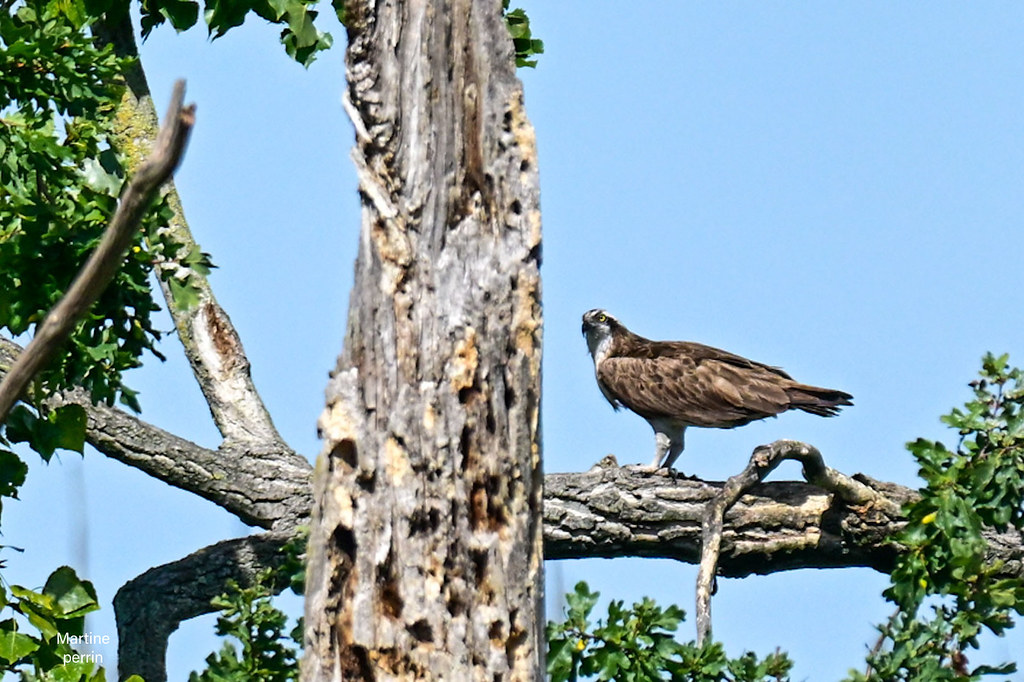 Balbuzard pêcheur