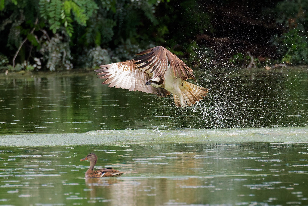 Balbuzard pêcheur