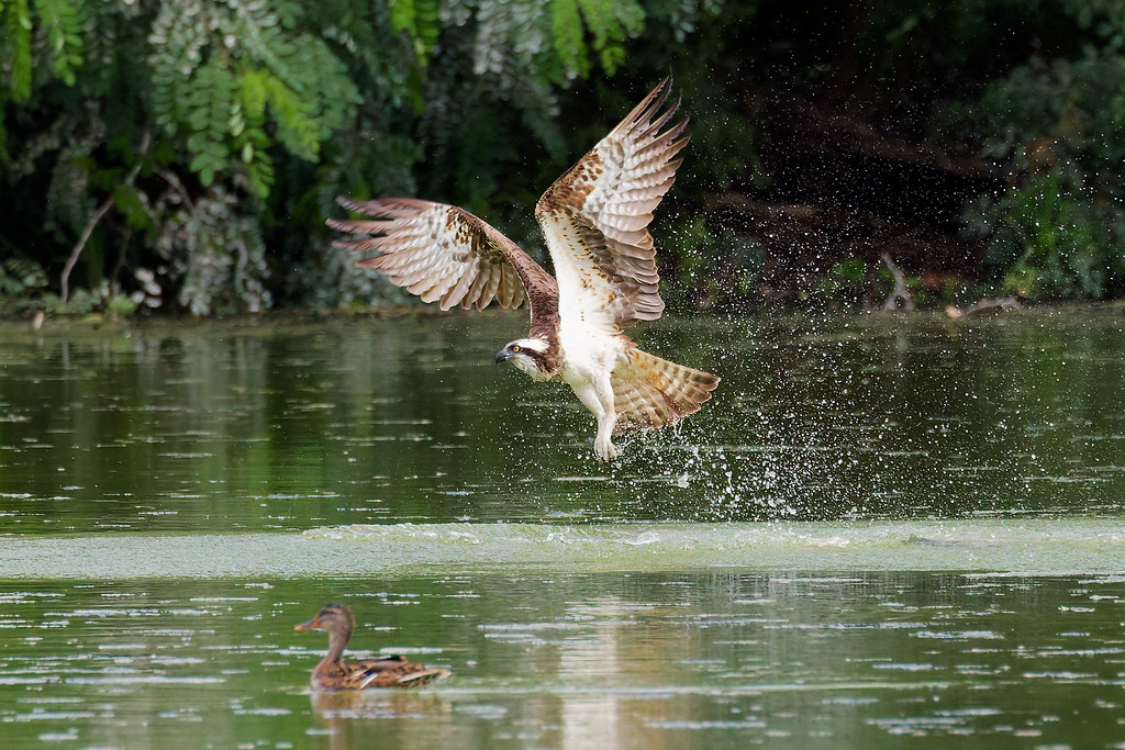 Balbuzard pêcheur