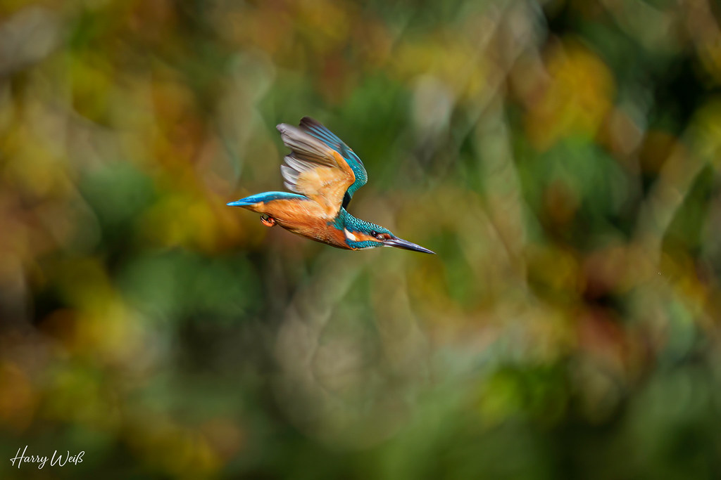 Eisvogel auf Beutejagd