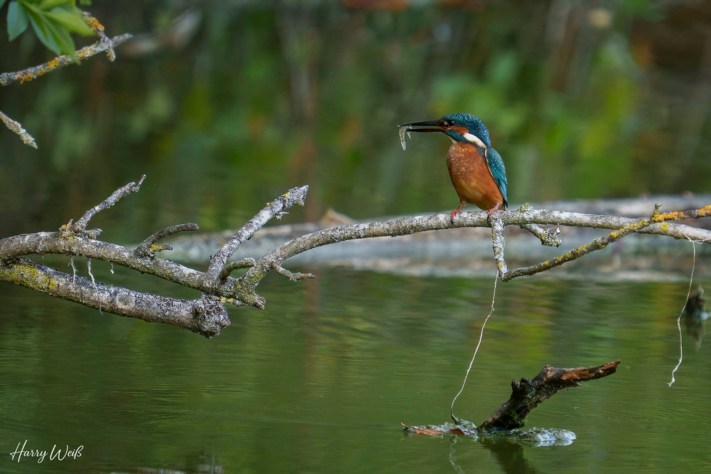Eisvogel mit Fisch