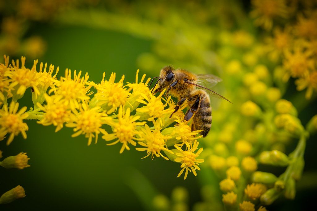 Abeille