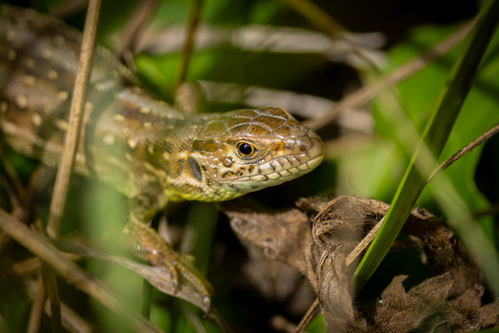 Lézard des souches