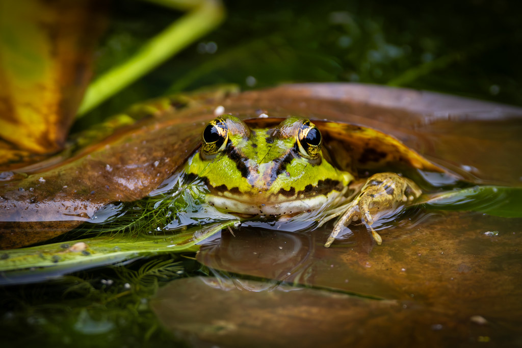 Grenouille de Lessona