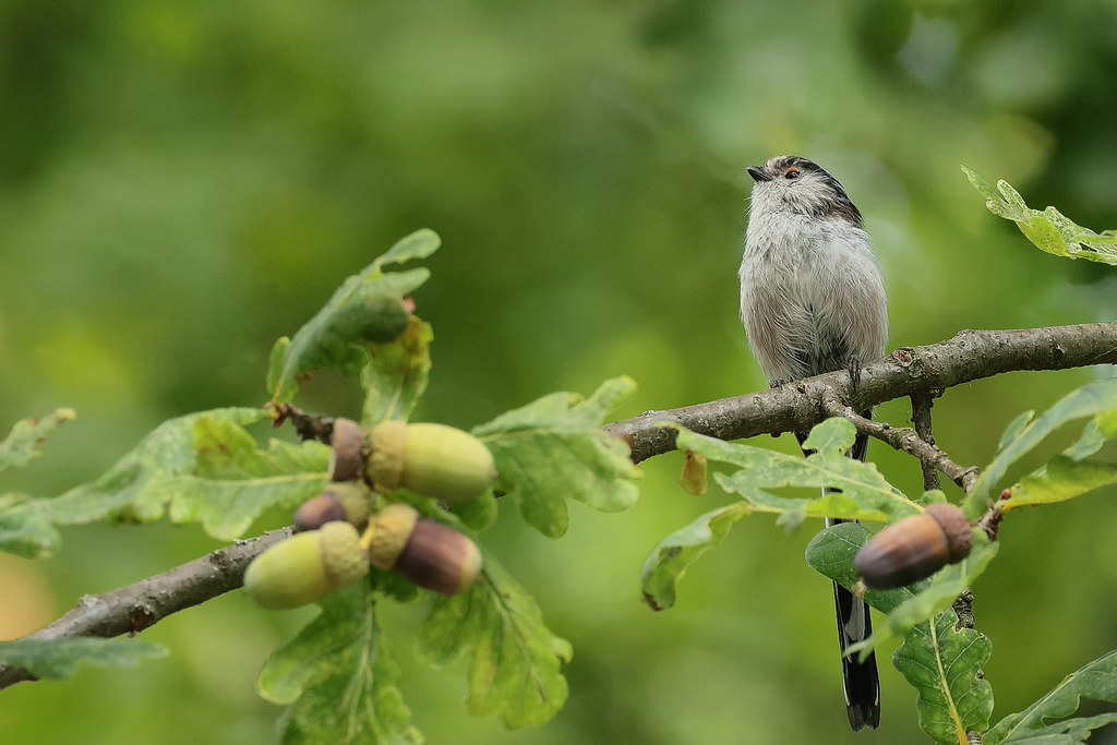 Long-Tailed Tit / Schwanzmeise