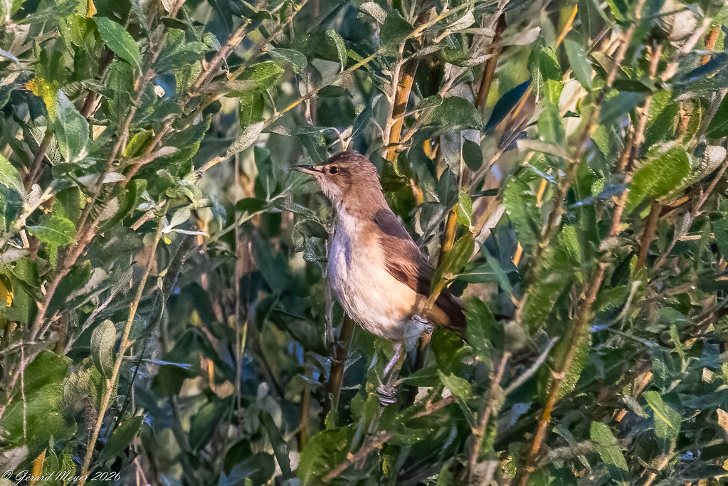 Rousserolle turtoïde.