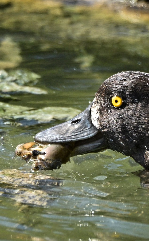 Scaup with Crayfish