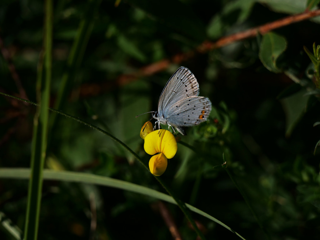 Kurzschwänziger Bläuling . Cupido argiades (Pallas, 1771) . Azuré du trèfle . Short-tailed blue . Staartblauwtje