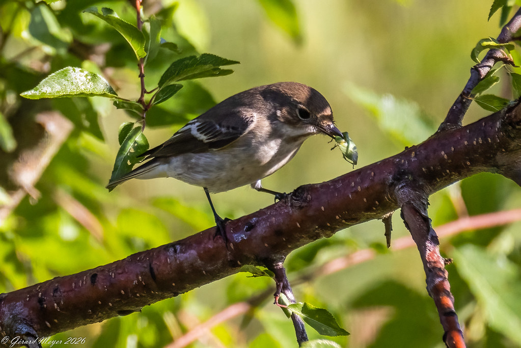 Gobemouche noir.