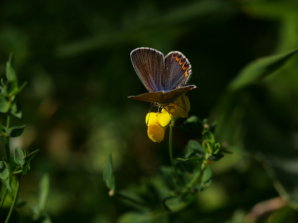Kronwicken-Bläuling . Plebeius argyrognomon (Bergsträsser 1779) . Azuré des coronilles . Reverdin's blue . Kroonkruidblauwtje